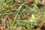 Fewflowered milkweed